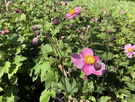 Anemone h. 'Splendens' geen maat specificatie 0,55L/P9cm - afbeelding 1