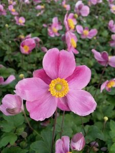 Anemone h. 'Splendens' geen maat specificatie 0,55L/P9cm - afbeelding 4