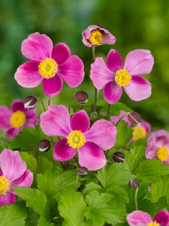Anemone h. 'Splendens' geen maat specificatie 0,55L/P9cm - afbeelding 4