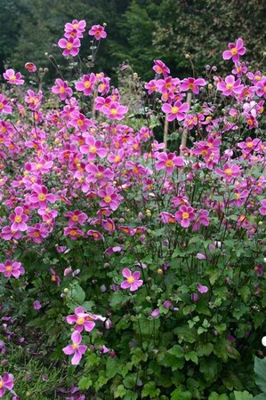 Anemone h. 'Splendens' geen maat specificatie 0,55L/P9cm - afbeelding 5