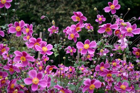 Anemone h. 'Splendens' geen maat specificatie 0,55L/P9cm - afbeelding 6