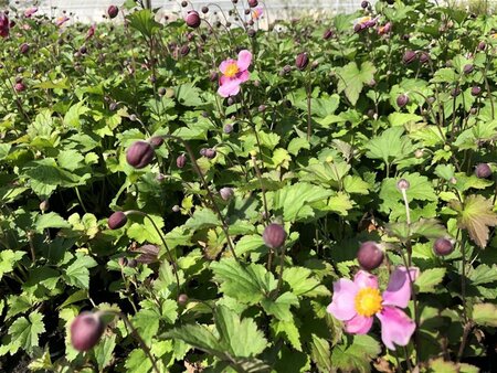 Anemone h. 'Splendens' geen maat specificatie 0,55L/P9cm - afbeelding 2