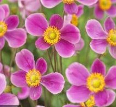 Anemone h. 'Splendens' geen maat specificatie 0,55L/P9cm - afbeelding 3