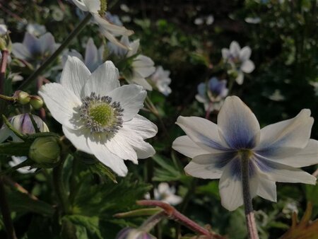 Anemone leveillei geen maat specificatie 0,55L/P9cm - afbeelding 4