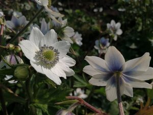 Anemone leveillei geen maat specificatie 0,55L/P9cm - afbeelding 4