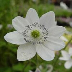 Anemone leveillei geen maat specificatie 0,55L/P9cm - afbeelding 3