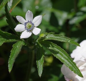 Anemone leveillei geen maat specificatie 0,55L/P9cm