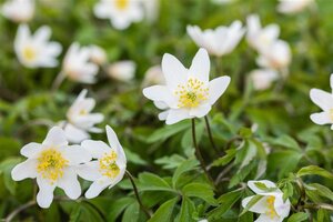 Anemone nemorosa geen maat specificatie 0,55L/P9cm