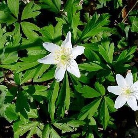 Anemone nemorosa geen maat specificatie 0,55L/P9cm - afbeelding 5
