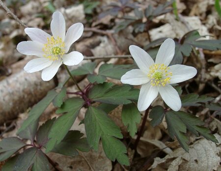 Anemone nemorosa geen maat specificatie 0,55L/P9cm - afbeelding 6