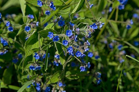 Anchusa officinalis geen maat specificatie 0,55L/P9cm