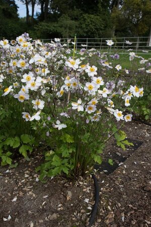 Anemone Ruffled Swan geen maat specificatie 0,55L/P9cm - afbeelding 4