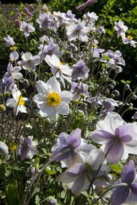 Anemone Ruffled Swan geen maat specificatie 0,55L/P9cm - afbeelding 5