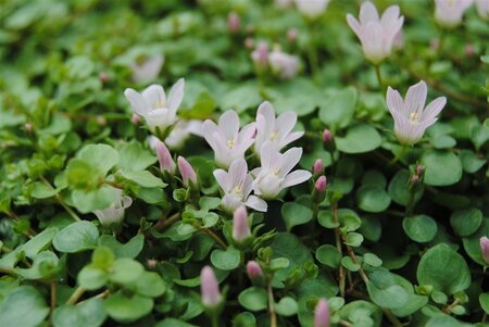 Anagallis tenella geen maat specificatie cont. 2,0L