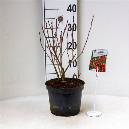 Aronia arbutifolia 'Brilliant' (Rode bes) 30-40 cm cont. 3,0L