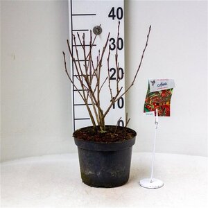 Aronia arbutifolia 'Brilliant' (Rode bes) 30-40 cm cont. 3,0L