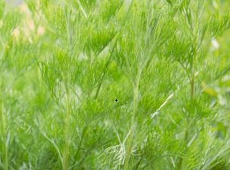 Artemisia abrotanum geen maat specificatie 0,55L/P9cm - afbeelding 2