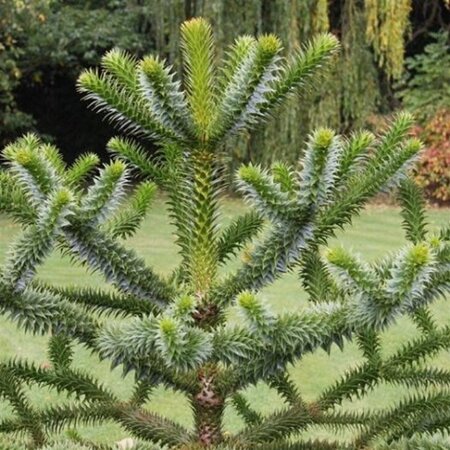 Araucaria araucana 25-30 cm cont. 3,0L - afbeelding 1