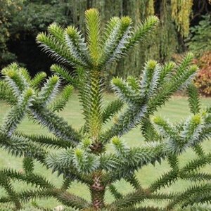 Araucaria araucana 25-30 cm cont. 3,0L