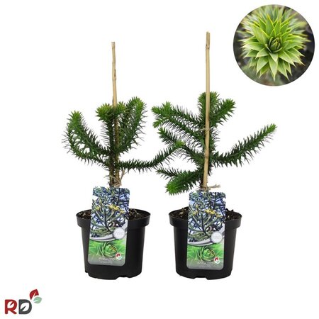 Araucaria araucana 25-30 cm cont. 3,0L