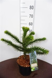 Araucaria araucana 30-40 cm cont. 5,0L - afbeelding 4