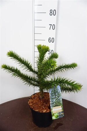 Araucaria araucana 30-40 cm cont. 5,0L - afbeelding 4