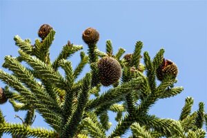 Araucaria araucana 30-40 cm cont. 5,0L