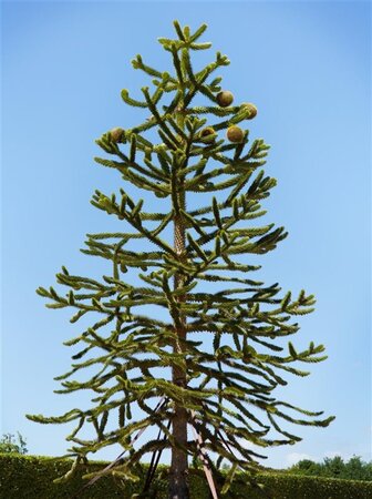 Araucaria araucana 30-40 cm cont. 5,0L - image 2