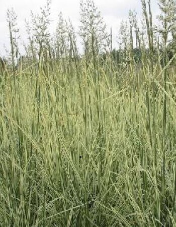 Arrhenatherum bulbosum 'Variegatum' geen maat specificatie 0,55L/P9cm - afbeelding 2