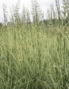 Arrhenatherum bulbosum 'Variegatum' geen maat specificatie 0,55L/P9cm - afbeelding 2