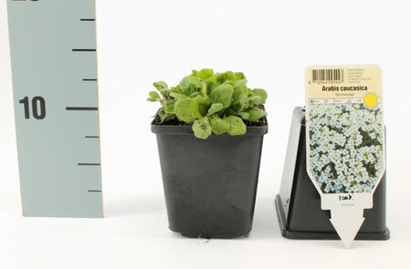 Arabis caucas. 'Snowcap' geen maat specificatie 0,55L/P9cm