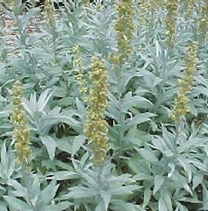 Artemisia lud. 'Valerie Finnis' geen maat specificatie 0,55L/P9cm