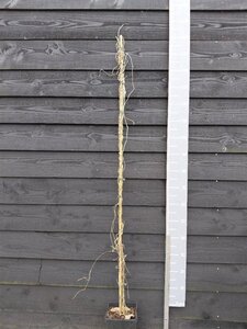 Aristolochia macrophylla 150-175 cm cont. 5,0L - afbeelding 2