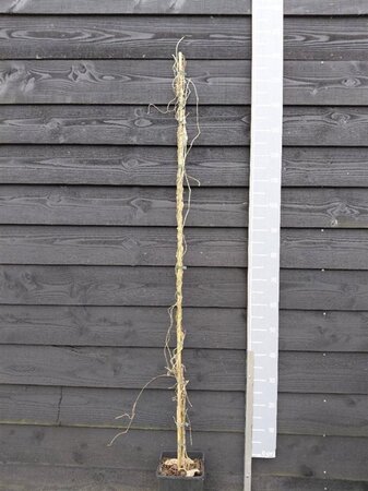 Aristolochia macrophylla 150-175 cm cont. 5,0L - image 1