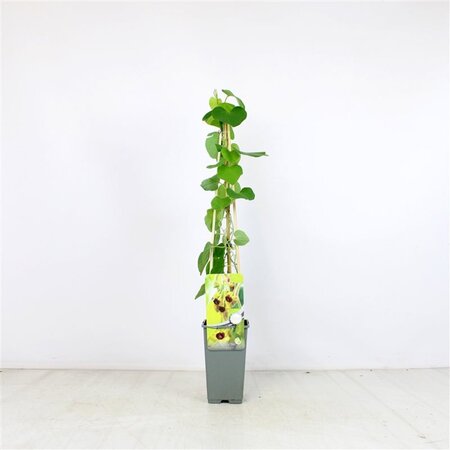 Aristolochia macrophylla 70 cm vierkant 2L