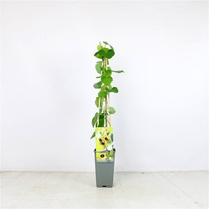 Aristolochia macrophylla 70 cm vierkant 2L