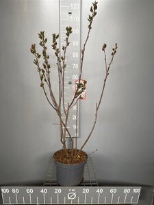 Aronia melanocarpa (Zwarte bes) 80-100 cm cont. 7,5L