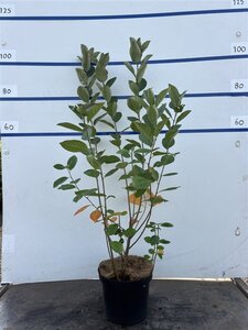 Aronia melanocarpa (Zwarte bes) 80-100 cm cont. 7,5L
