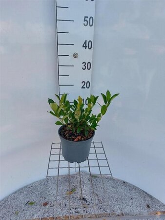 Aronia melanocarpa 'Hugin' 30-40 cm cont. 3,0L