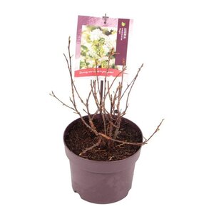 Aronia melanocarpa 'Hugin' 40-50 cm cont. 3,0L