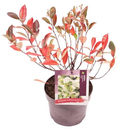 Aronia melanocarpa 'Hugin' 40-50 cm cont. 3,0L