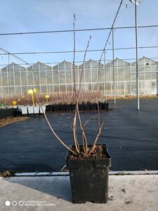 Aronia prunifolia 'Viking' 40-50 cm cont. 3,0L