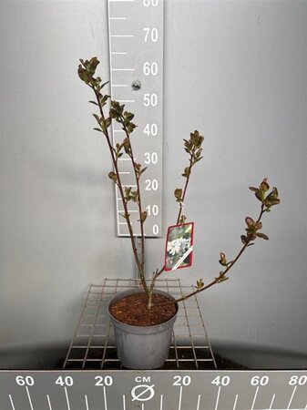 Aronia prunifolia 'Viking' 50-60 cm cont. 3,0L - afbeelding 1