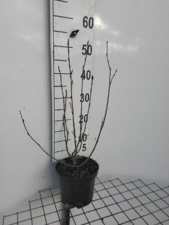 Aronia prunifolia 'Viking' 50-60 cm cont. 3,0L - afbeelding 1
