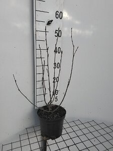 Aronia prunifolia 'Viking' 50-60 cm cont. 3,0L - afbeelding 1