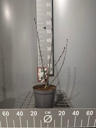 Aronia prunifolia 'Viking' 50-60 cm cont. 3,0L - afbeelding 2