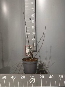 Aronia prunifolia 'Viking' 50-60 cm cont. 3,0L - afbeelding 2