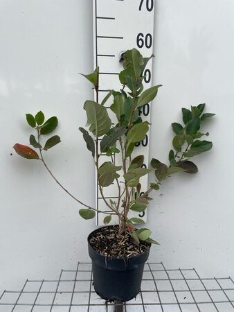 Aronia prunifolia 'Viking' 50-60 cm cont. 3,0L - afbeelding 3