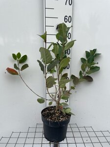 Aronia prunifolia 'Viking' 50-60 cm cont. 3,0L - afbeelding 3