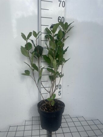 Aronia prunifolia 'Viking' 50-60 cm cont. 3,0L - afbeelding 2